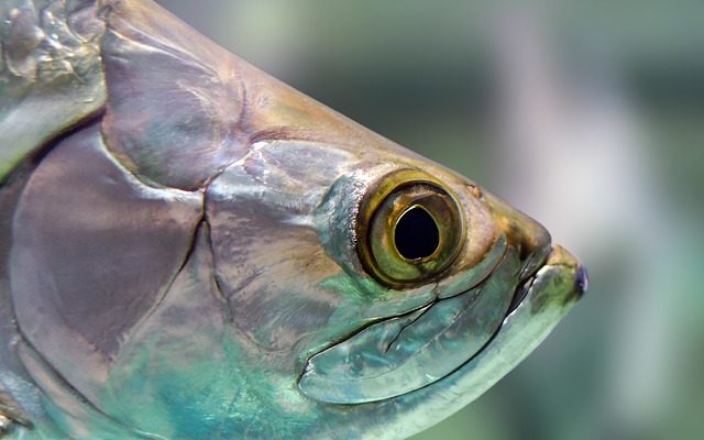 Poissons d'aquarium qui mangeront Planaria