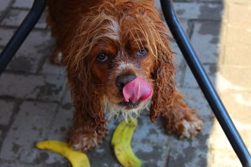 Pourquoi mon chien lèche le sol et les tapis ?