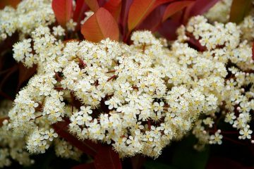 Quand planter des Photinias à pointes rouges