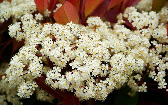 Quand planter des Photinias à pointes rouges