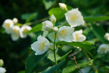 Quand planter du jasmin floraison nocturne ?