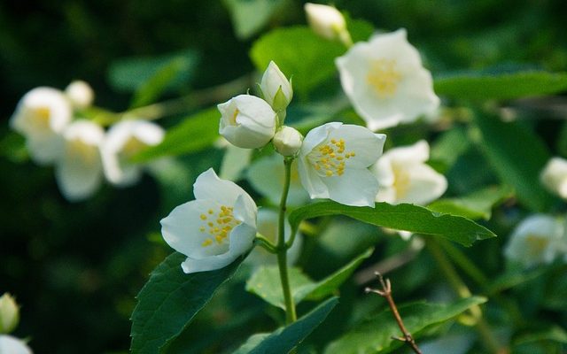 Quand planter du jasmin floraison nocturne ?