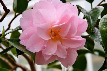 Quelle est la hauteur des rosiers qui poussent ?