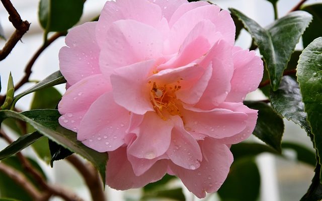 Quelle est la hauteur des rosiers qui poussent ?