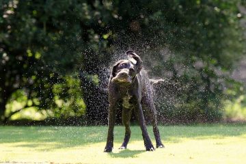 Quelles sont les causes des tremblements chez les chiens ?