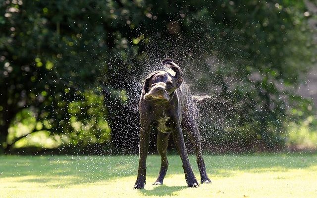 Quelles sont les causes des tremblements chez les chiens ?