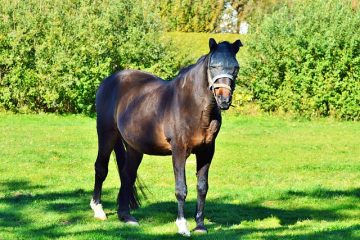 Quelles sont les dernières vérifications à faire avant de monter un cheval ?