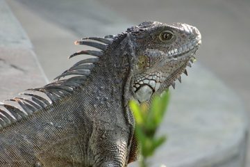 Quelles sont les différences et similitudes entre les mammifères et les reptiles ?