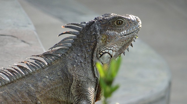 Quelles sont les différences et similitudes entre les mammifères et les reptiles ?