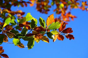 Qu'est-ce qui va avec un canapé brun ?