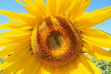 Soins des plantes pour la belle-mère dans la langue de sa belle-mère