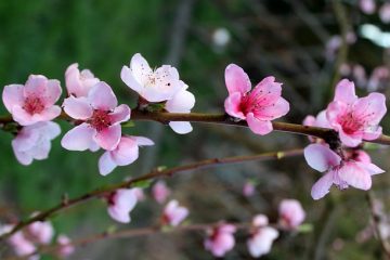 Spray maison pour arbres fruitiers