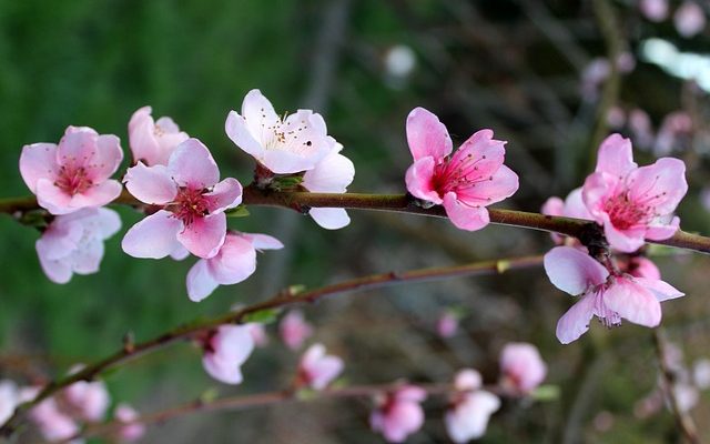 Spray maison pour arbres fruitiers