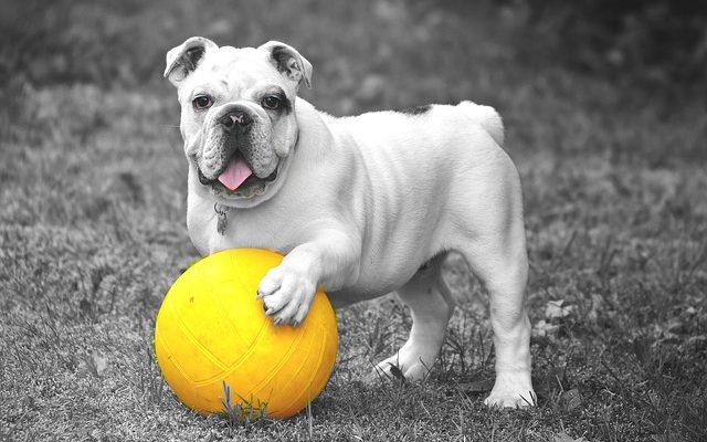 Symptômes de problèmes de santé avec la patte d'un chien