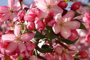 Types d'arbres de pomme de crabe