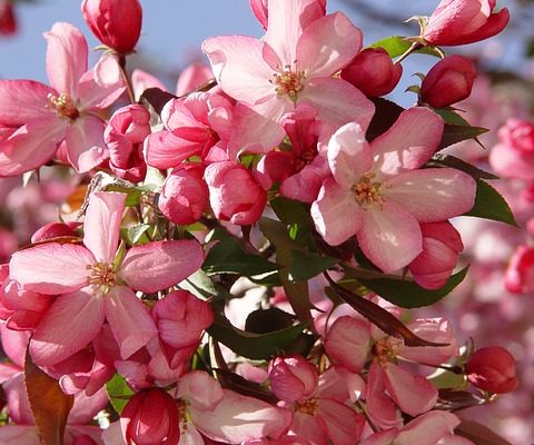 Types d'arbres de pomme de crabe