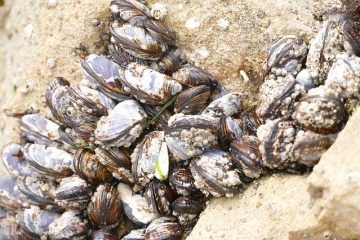 Types de palourdes, mollusques et moules