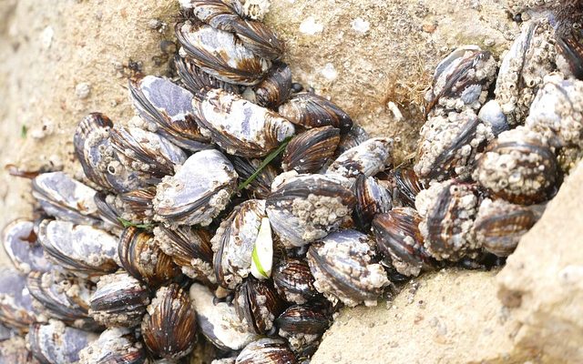 Types de palourdes, mollusques et moules