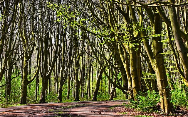 Adaptation de la forêt pluviale