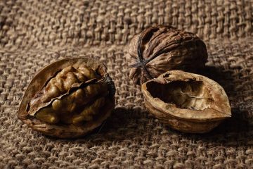 Aliments pour le cerveau pour les examens