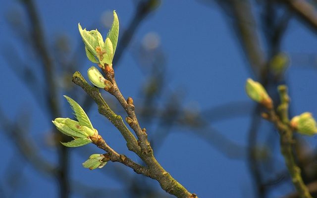 Arbustes multicolores et variétés d'arbustes