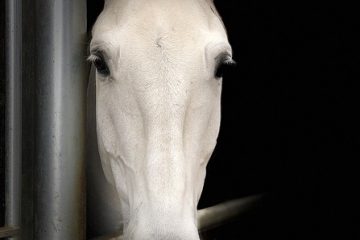 Arthrite du jarret de cheval