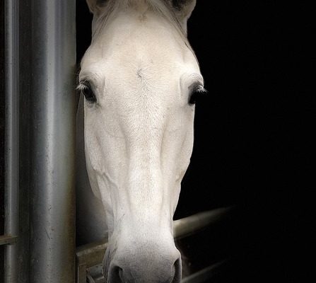 Arthrite du jarret de cheval