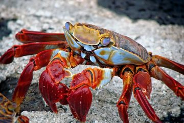 Artisanat du homard en papier