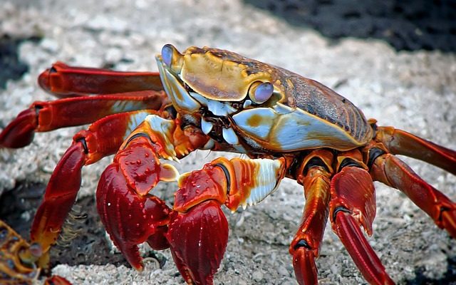 Artisanat du homard en papier