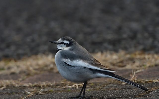 Avantages et inconvénients d'un langage de haut et de bas niveau