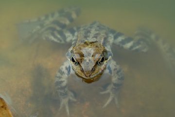 Cadeaux uniques de grenouille