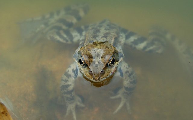 Cadeaux uniques de grenouille