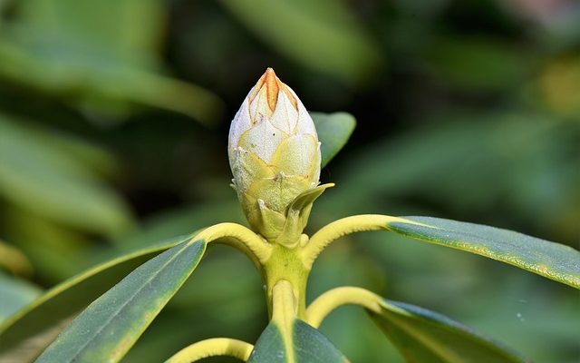 Comment concevoir un parterre de fleurs