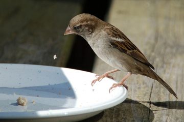 Comment créer une ONG