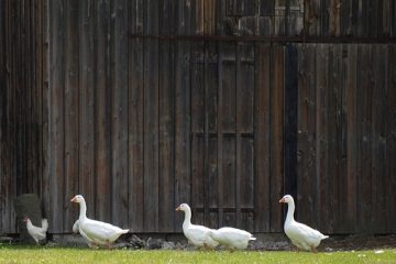 Comment décongeler rapidement un poulet entier congelé