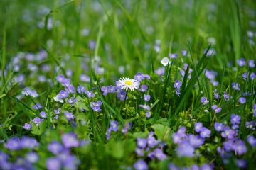 Comment dessiner une fleur myosotis ?