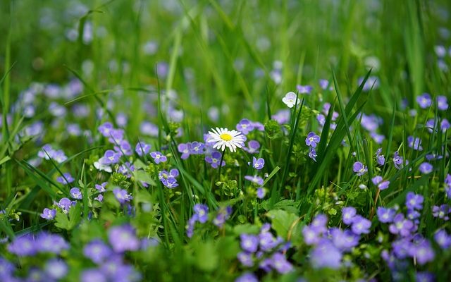 Comment dessiner une fleur myosotis ?