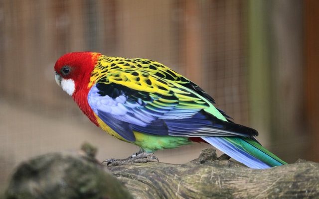 Comment élever des perruches Rosy Bourke Parakeets Rosy Bourke