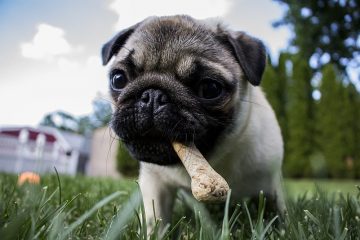 Comment empêcher les chiens et les chiots de mâcher des meubles.