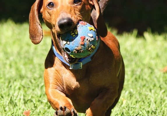 Comment empêcher un chien de mordre sa queue ?