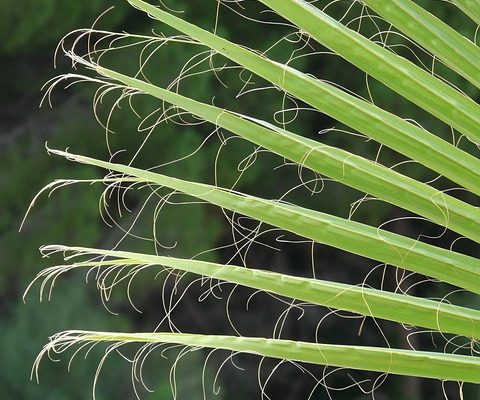 Comment faire des feuilles de palmier en éventail