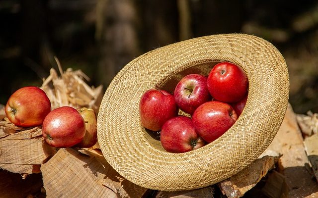 Comment faire en sorte que le cône de pin géant s'ouvre vers le haut