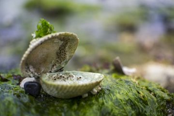 Comment préparer des algues fraîches