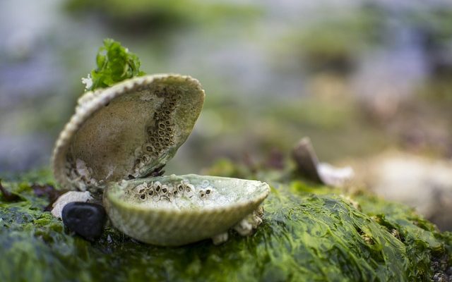 Comment préparer des algues fraîches