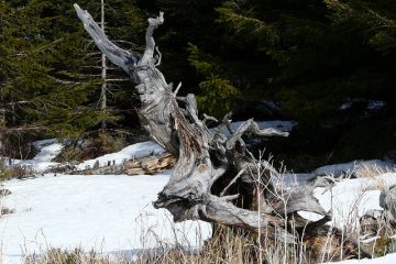 Comment propager le sumac Staghorn Sumac Tree