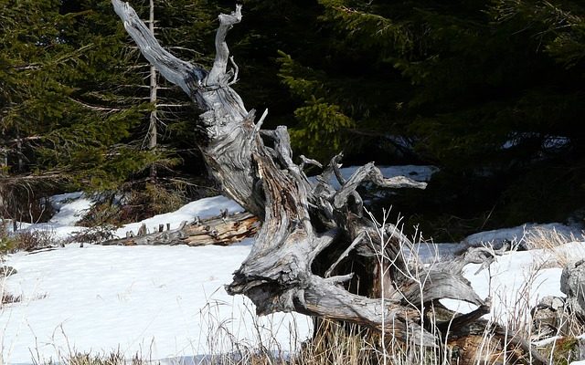 Comment propager le sumac Staghorn Sumac Tree