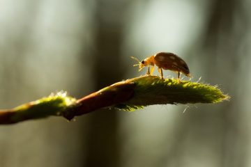 Comment reconnaître les dommages causés par les coléoptères des poudres.