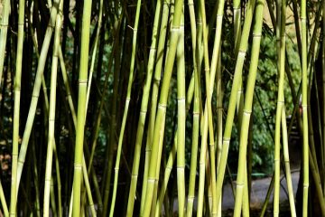 Comment sauver une plante de bambou en décomposition