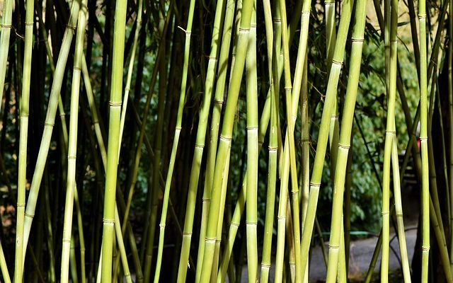 Comment sauver une plante de bambou en décomposition