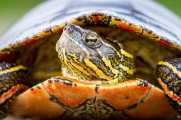 Comment savoir si une tortue à carapace molle est un mâle ou une femelle ?